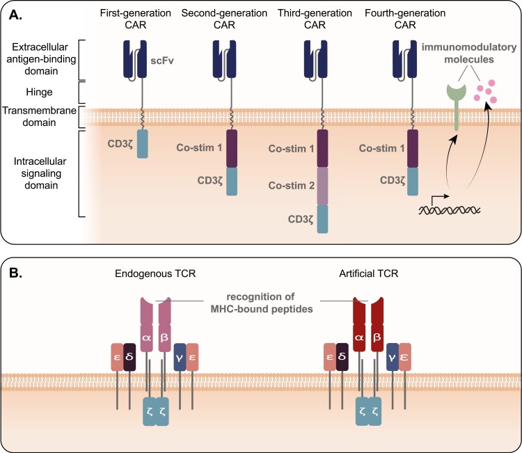 Combination of genetically engineered T cells and immune checkpoint blockade for the treatment of cancer.