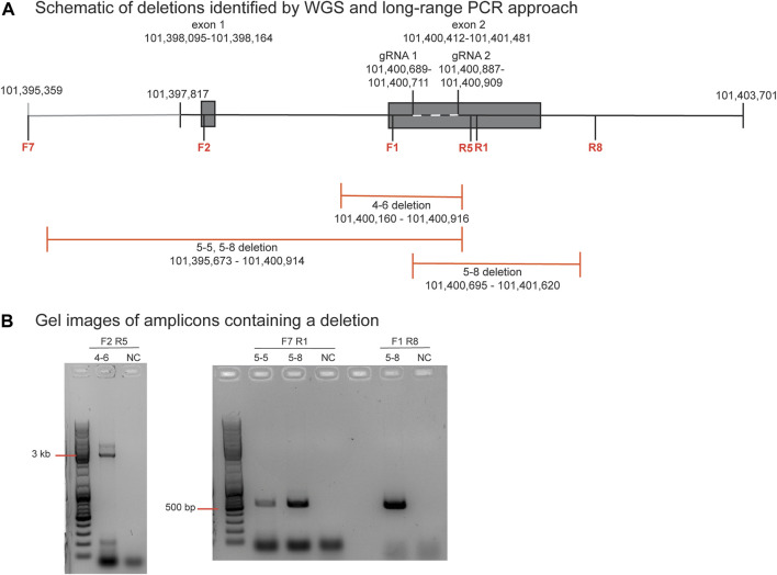 Whole genome sequencing of <i>CCR5</i> CRISPR-Cas9-edited Mauritian cynomolgus macaque blastomeres reveals large-scale deletions and off-target edits.