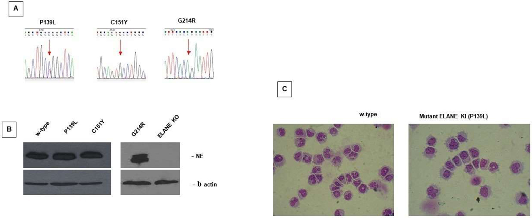 Comparison of Gene Editing versus a Neutrophil Elastase Inhibitor as Potential Therapies for <i>ELANE</i> Neutropenia.