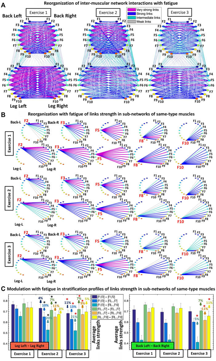 Inter-muscular networks of synchronous muscle fiber activation.