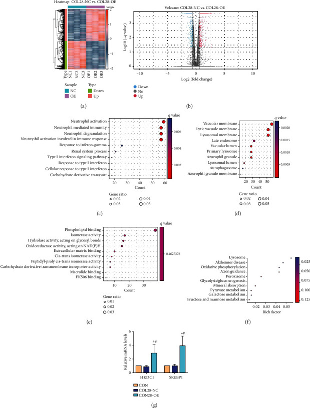 Type XXVIII Collagen Regulates Renal Interstitial Fibrosis and Epithelial-Mesenchymal Transition by SREBP1-Mediated HKDC1 Expression.