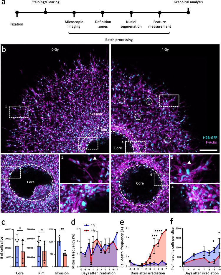 3D spheroid culture to examine adaptive therapy response in invading tumor cells.