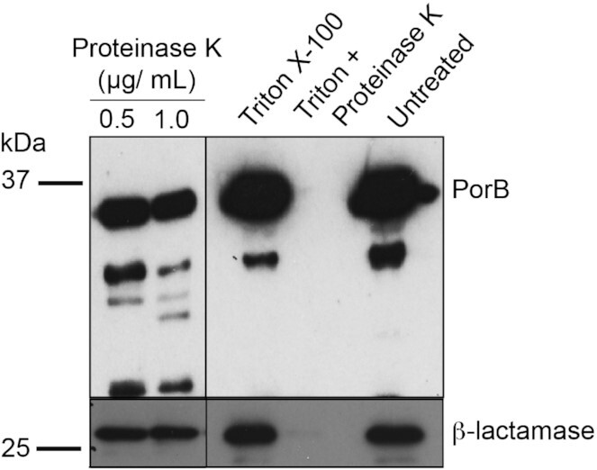 <i>Neisseria gonorrhoeae</i>-derived outer membrane vesicles package β-lactamases to promote antibiotic resistance.