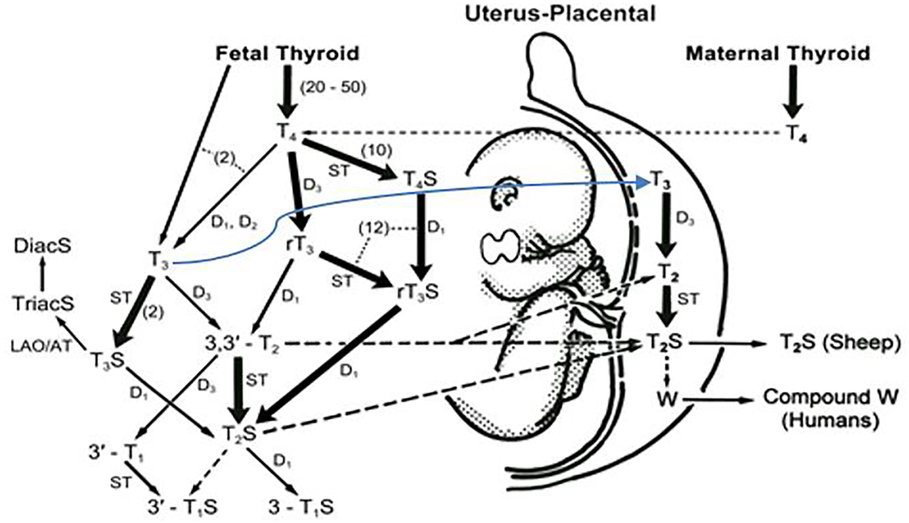 W-Compound can be used as a Biomarker for Fetal Thyroid Function and a Potential Tool for Screening Congenital Hypothyroidism.