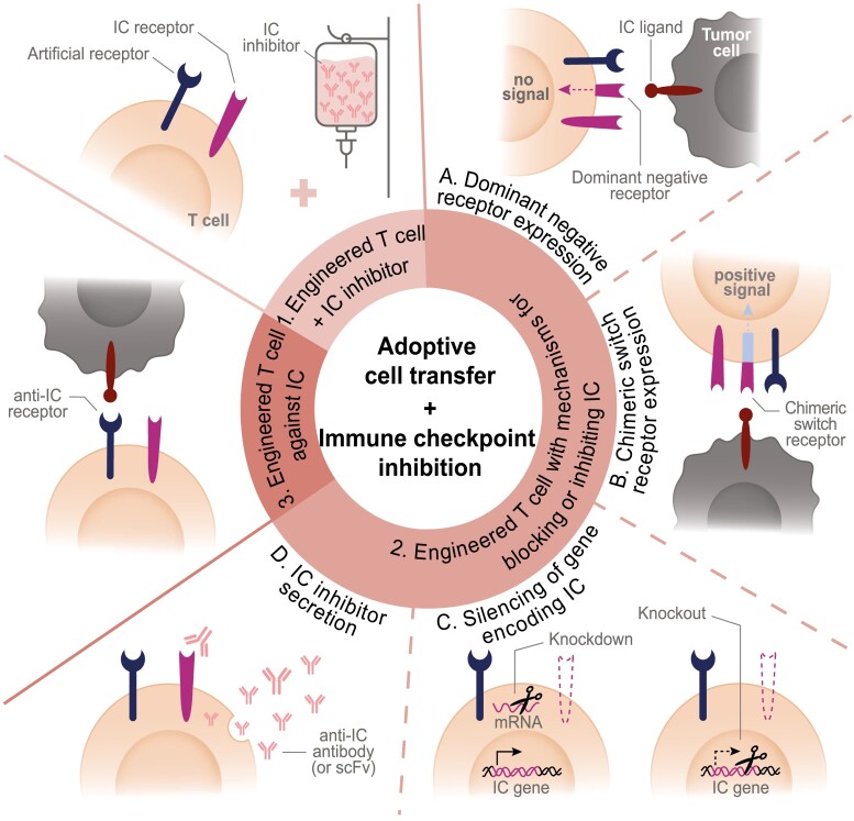 Combination of genetically engineered T cells and immune checkpoint blockade for the treatment of cancer.