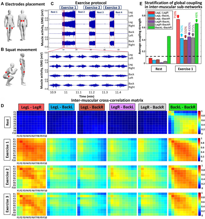 Inter-muscular networks of synchronous muscle fiber activation.