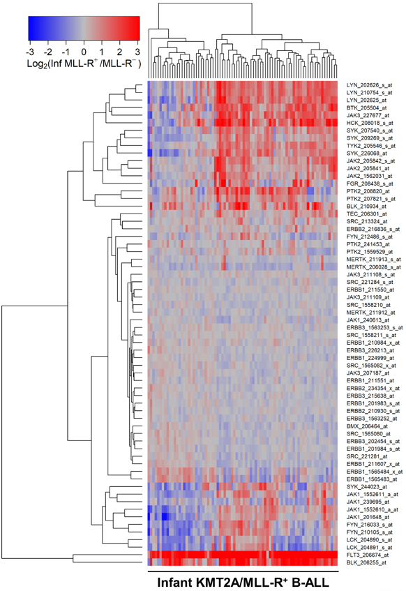 Tyrosine kinases in KMT2A/MLL-rearranged acute leukemias as potential therapeutic targets to overcome cancer drug resistance.