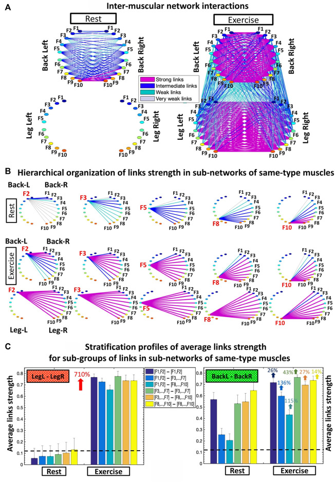 Inter-muscular networks of synchronous muscle fiber activation.