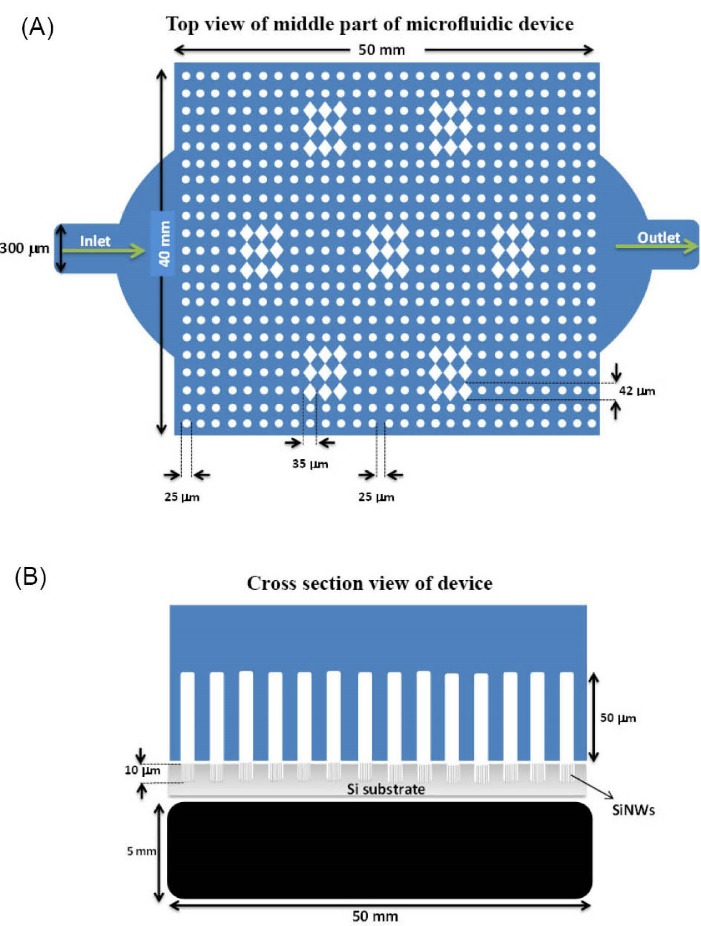 Simulation and fabrication of an integrating well-aligned silicon nanowires substrate for trapping circulating tumor cells labeled with Fe<sub>3</sub>O<sub>4</sub> nanoparticles in a microfluidic device.