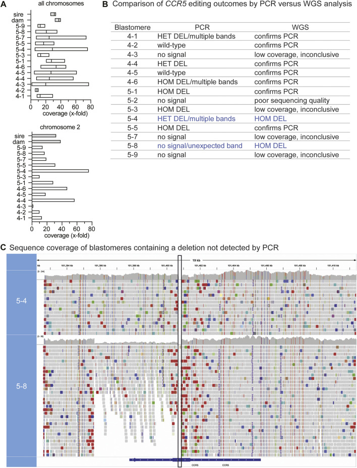 Whole genome sequencing of <i>CCR5</i> CRISPR-Cas9-edited Mauritian cynomolgus macaque blastomeres reveals large-scale deletions and off-target edits.