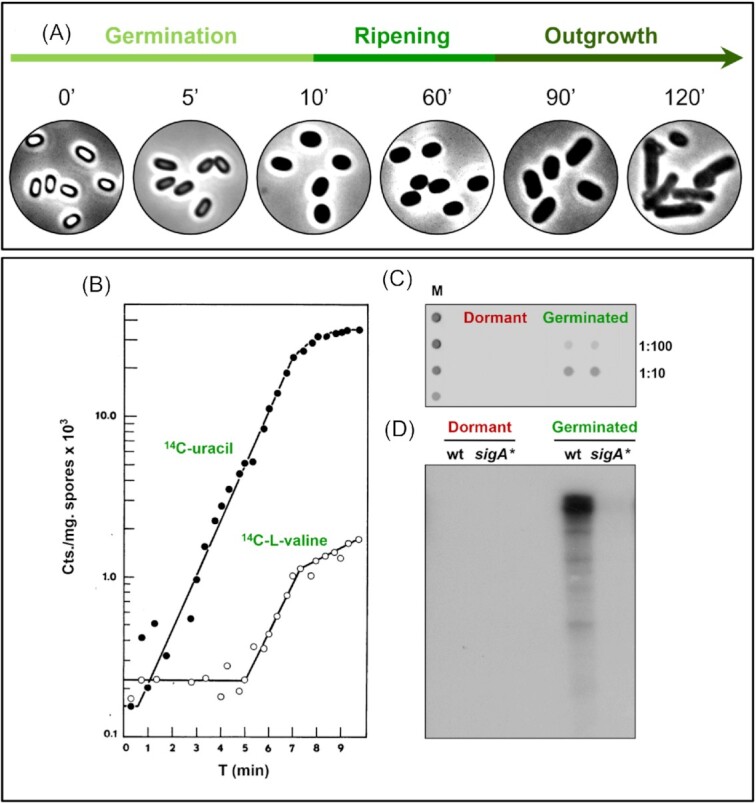 Reviving the view: evidence that macromolecule synthesis fuels bacterial spore germination.