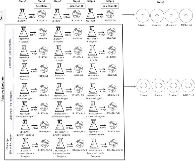 Adaptive laboratory evolution triggers pathogen-dependent broad-spectrum antimicrobial potency in Streptomyces.