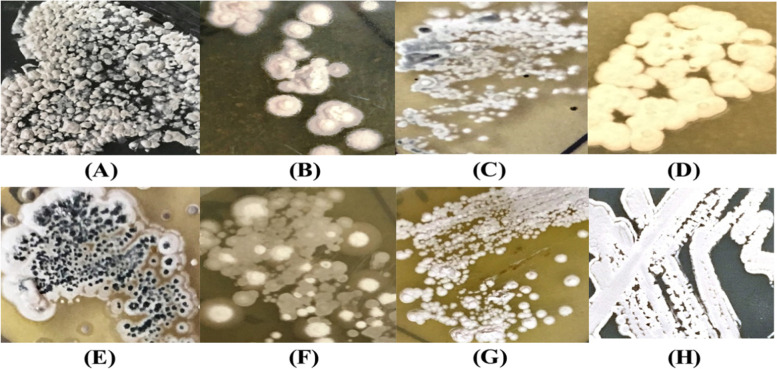 Adaptive laboratory evolution triggers pathogen-dependent broad-spectrum antimicrobial potency in Streptomyces.