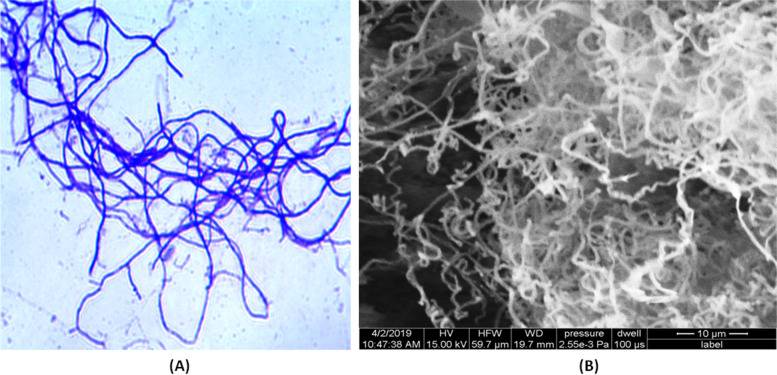 Adaptive laboratory evolution triggers pathogen-dependent broad-spectrum antimicrobial potency in Streptomyces.