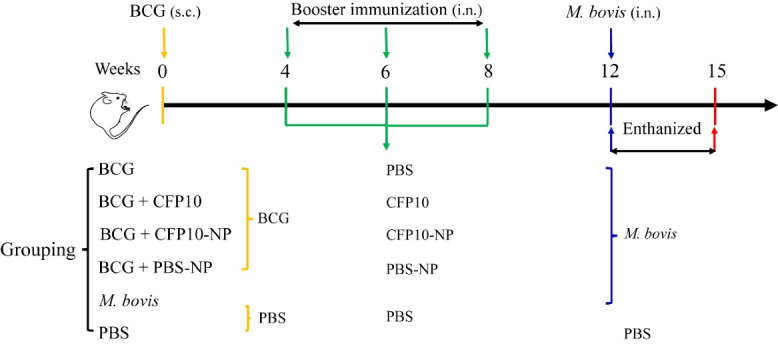 CFP10-loaded PLGA nanoparticles as a booster vaccine confer protective immunity against <i>Mycobacterium bovis</i>.