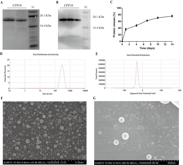 CFP10-loaded PLGA nanoparticles as a booster vaccine confer protective immunity against <i>Mycobacterium bovis</i>.