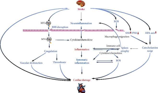 Inflammatory Response and Immune Regulation in Brain-Heart Interaction after Stroke.