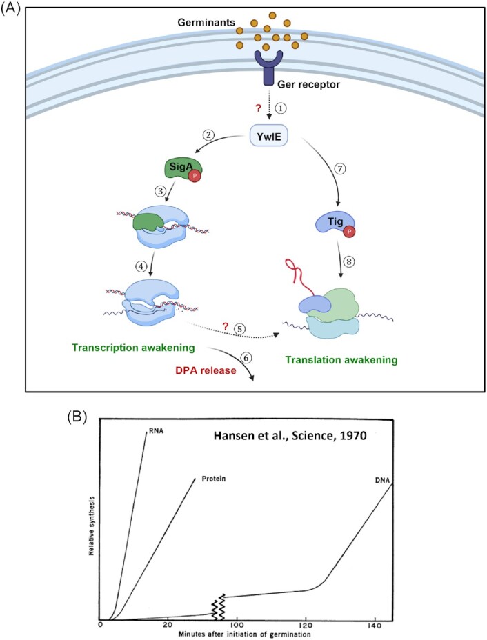 Reviving the view: evidence that macromolecule synthesis fuels bacterial spore germination.