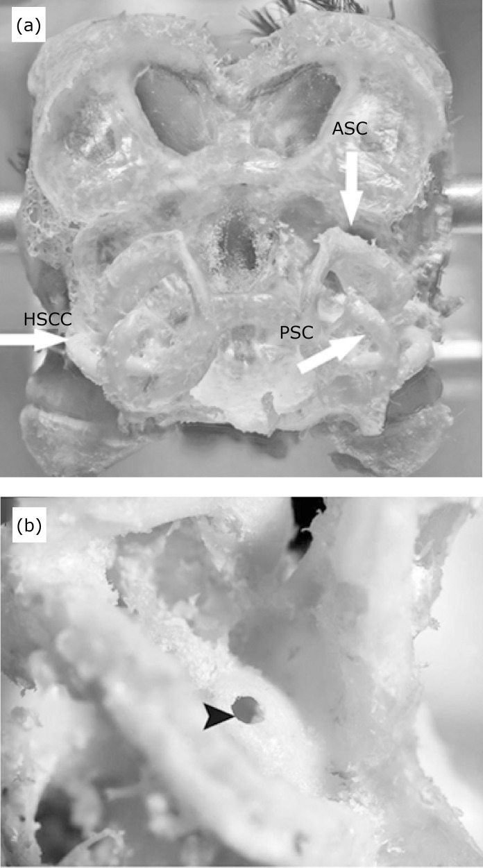 Pigeon as a model to study peripheral projections from the horizontal semicircular canal vestibular apparatus to a brainstem target immunoreactive for AMPA.