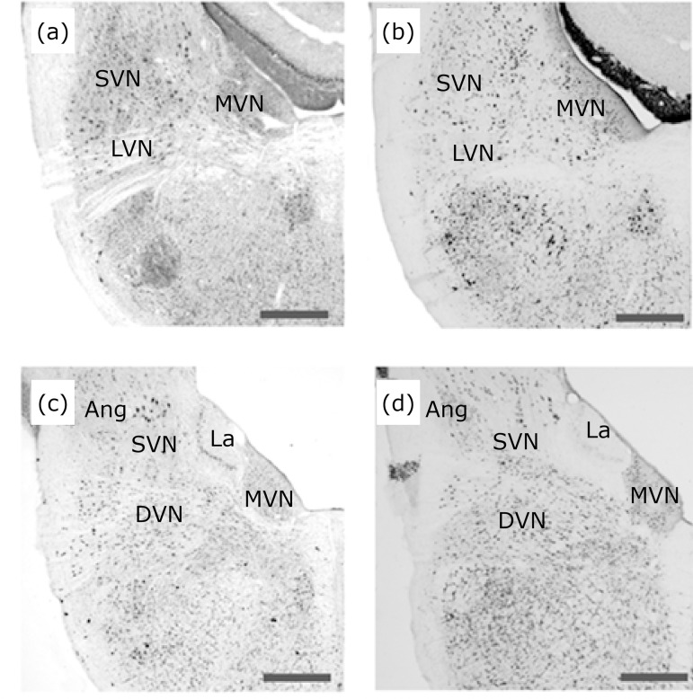 Pigeon as a model to study peripheral projections from the horizontal semicircular canal vestibular apparatus to a brainstem target immunoreactive for AMPA.