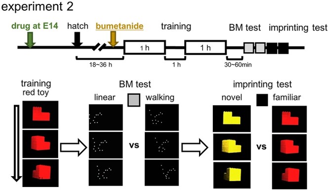 Fetal blockade of nicotinic acetylcholine transmission causes autism-like impairment of biological motion preference in the neonatal chick.