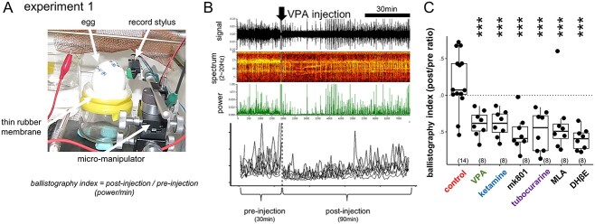 Fetal blockade of nicotinic acetylcholine transmission causes autism-like impairment of biological motion preference in the neonatal chick.