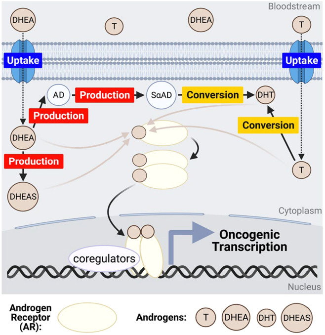 Regulatory genes in the androgen production, uptake and conversion (APUC) pathway in advanced prostate cancer.