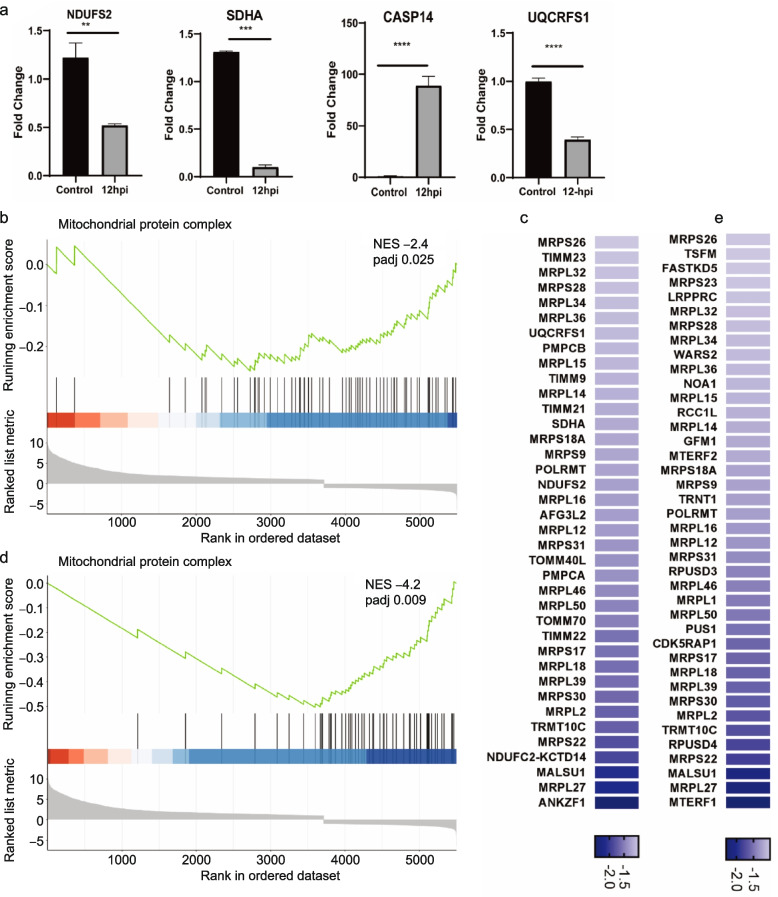 Altered gene expression in human brain microvascular endothelial cells in response to the infection of influenza H1N1 virus.