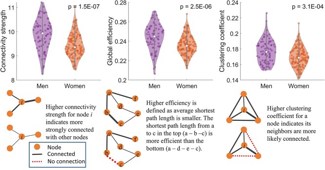 Brain functional topology differs by sex in cognitively normal older adults.