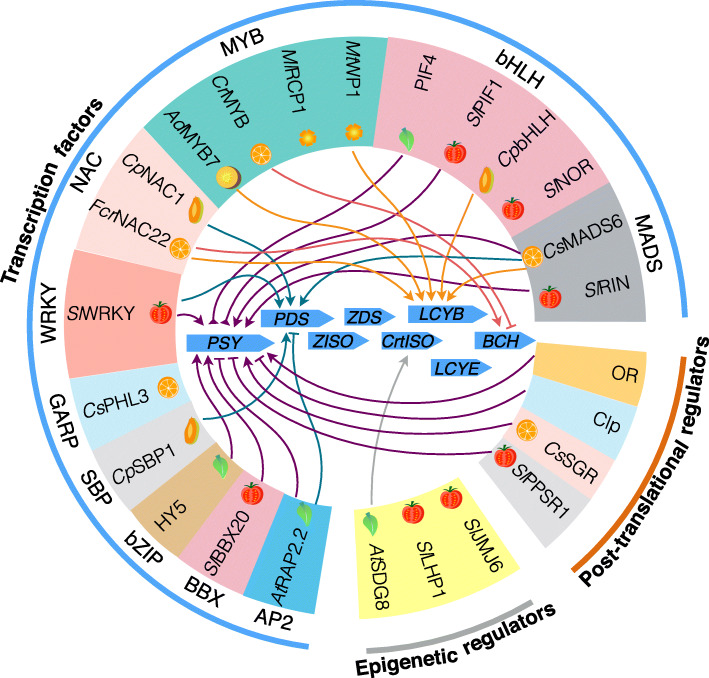 Plant carotenoids: recent advances and future perspectives.