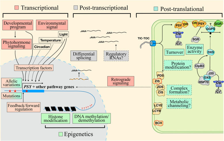 Plant carotenoids: recent advances and future perspectives.