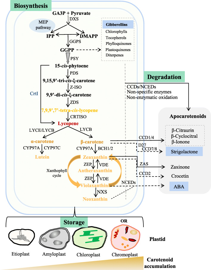 Plant carotenoids: recent advances and future perspectives.