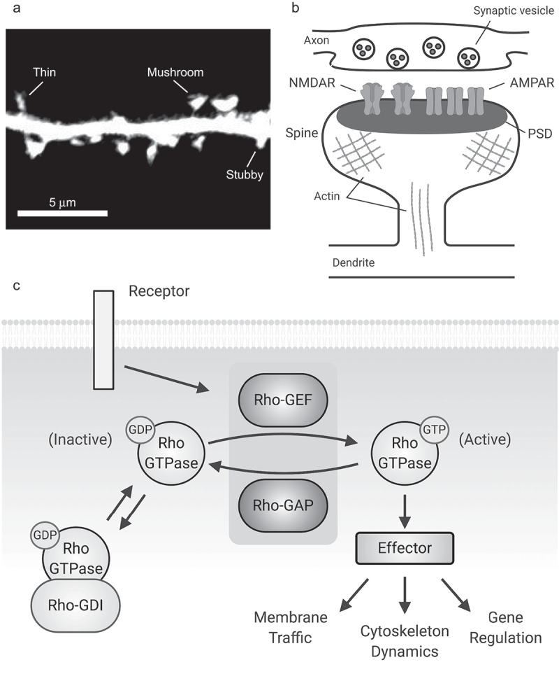 Rac-maninoff and Rho-vel: The symphony of Rho-GTPase signaling at excitatory synapses.