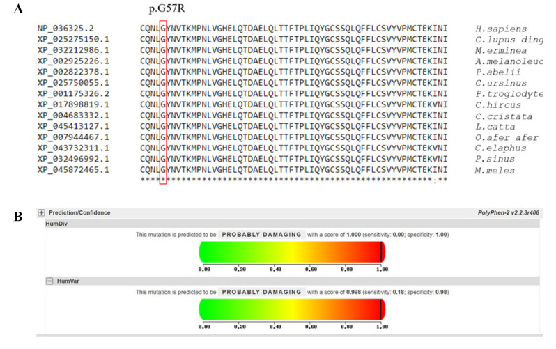 Whole exome sequencing revealed novel pathogenic variants in Vietnamese patients with FEVR.