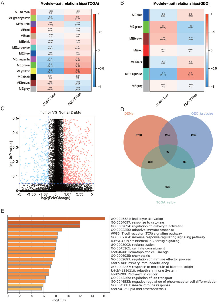 Identifying the Therapeutic and Prognostic Role of the CD8+ T Cell-Related Gene ALDH2 in Head and Neck Squamous Cell Carcinoma.