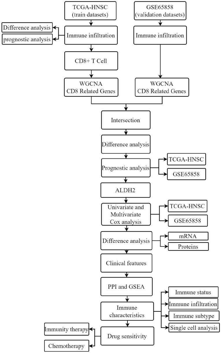 Identifying the Therapeutic and Prognostic Role of the CD8+ T Cell-Related Gene ALDH2 in Head and Neck Squamous Cell Carcinoma.