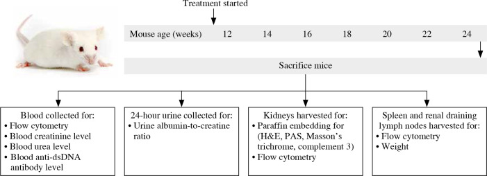 Rapamycin relieves lupus nephritis by regulating TIM-3 and CD4<sup>+</sup>CD25<sup>+</sup>Foxp3<sup>+</sup> Treg cells in an MRL/lpr mouse model.