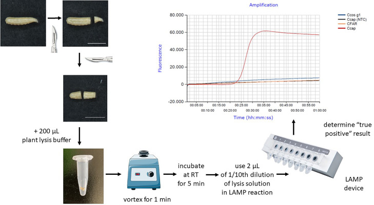 A loop-mediated isothermal amplification (LAMP) assay for rapid identification of Ceratitis capitata and related species