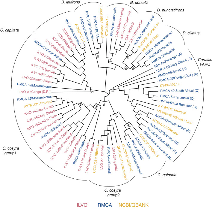 A loop-mediated isothermal amplification (LAMP) assay for rapid identification of Ceratitis capitata and related species