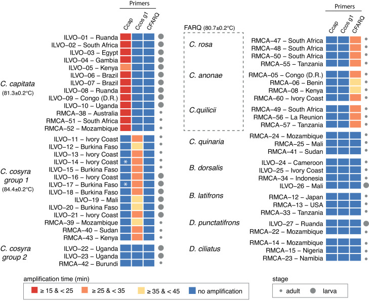 A loop-mediated isothermal amplification (LAMP) assay for rapid identification of Ceratitis capitata and related species