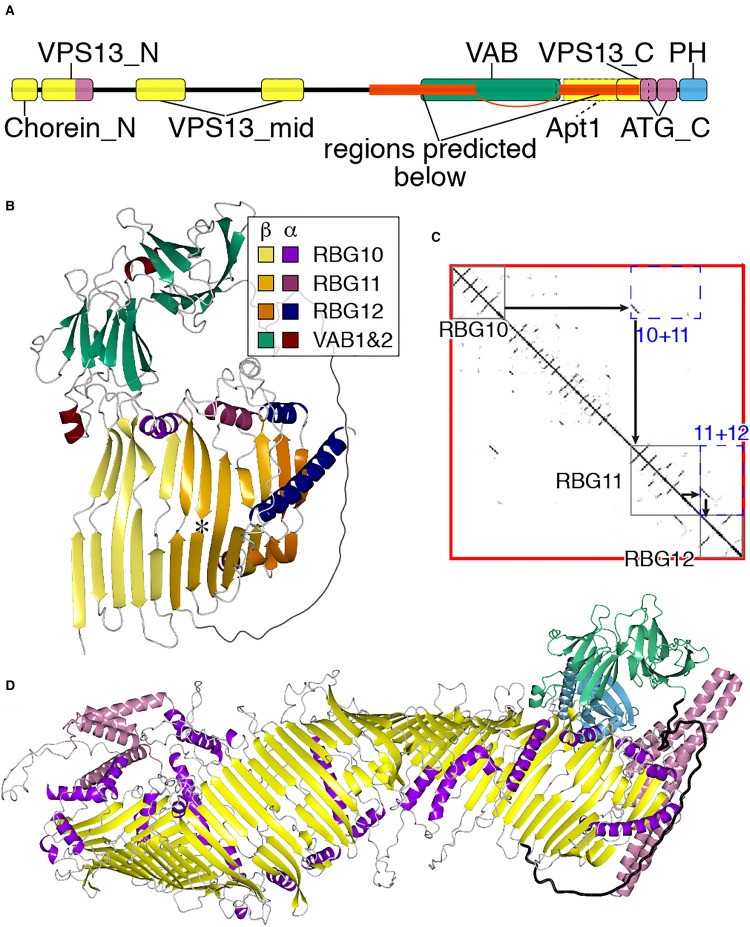 Sequence Analysis and Structural Predictions of Lipid Transfer Bridges in the Repeating Beta Groove (RBG) Superfamily Reveal Past and Present Domain Variations Affecting Form, Function and Interactions of VPS13, ATG2, SHIP164, Hobbit and Tweek.