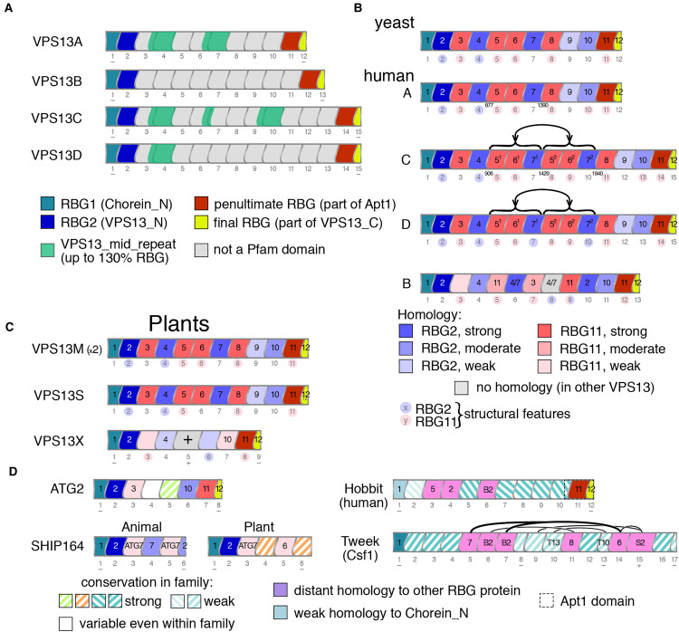 Sequence Analysis and Structural Predictions of Lipid Transfer Bridges in the Repeating Beta Groove (RBG) Superfamily Reveal Past and Present Domain Variations Affecting Form, Function and Interactions of VPS13, ATG2, SHIP164, Hobbit and Tweek.