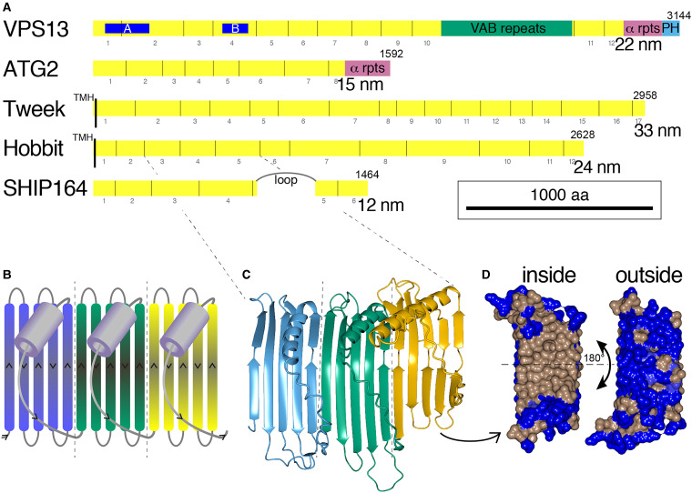 Sequence Analysis and Structural Predictions of Lipid Transfer Bridges in the Repeating Beta Groove (RBG) Superfamily Reveal Past and Present Domain Variations Affecting Form, Function and Interactions of VPS13, ATG2, SHIP164, Hobbit and Tweek.