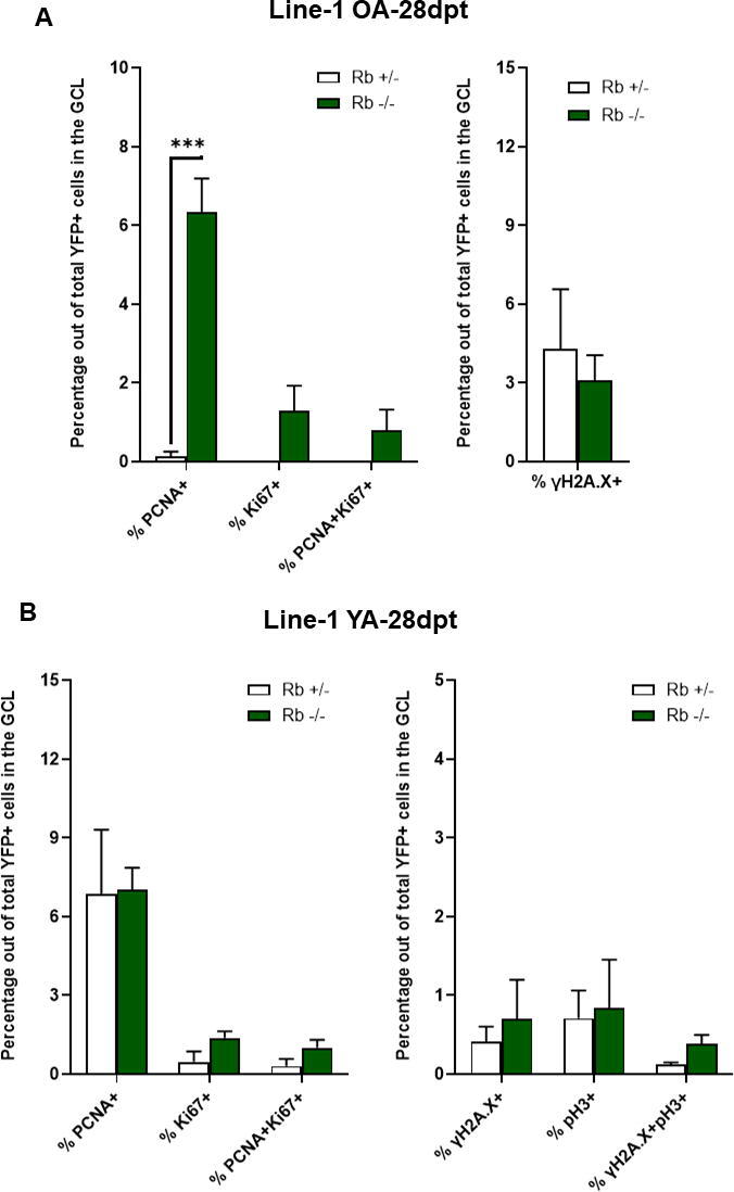 Aging entails distinct requirements for Rb at maintaining adult neurogenesis