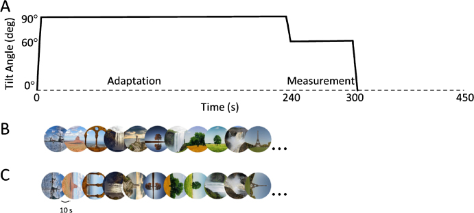 Influence of panoramic cues during prolonged roll-tilt adaptation on the percept of vertical.