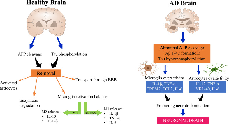 Inflammation in the CNS: Understanding Various Aspects of the Pathogenesis of Alzheimer's Disease.