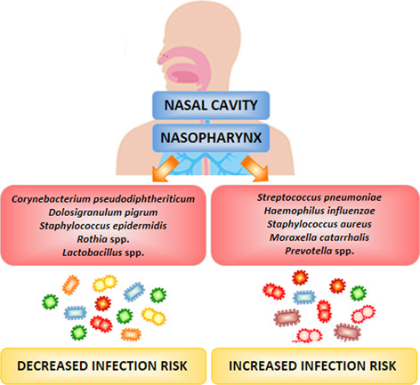 The role of respiratory microbiota in the protection against viral diseases: respiratory commensal bacteria as next-generation probiotics for COVID-19.