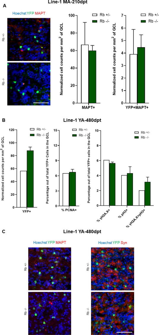 Aging entails distinct requirements for Rb at maintaining adult neurogenesis