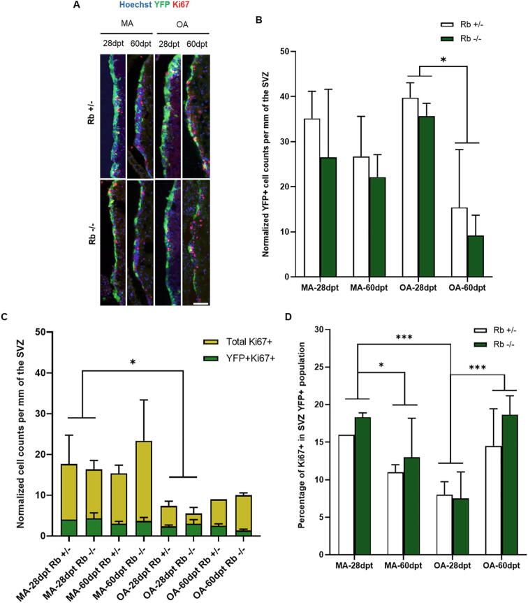 Aging entails distinct requirements for Rb at maintaining adult neurogenesis