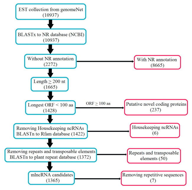 Identification of Long Non-coding RNA Transcripts in <i>Glycyrrhiza uralensis</i>.